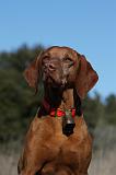 VIZSLA poil court 220